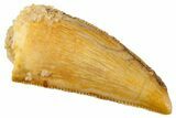 Serrated, Raptor Tooth - Real Dinosaur Tooth #243708-1